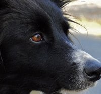 Border collie