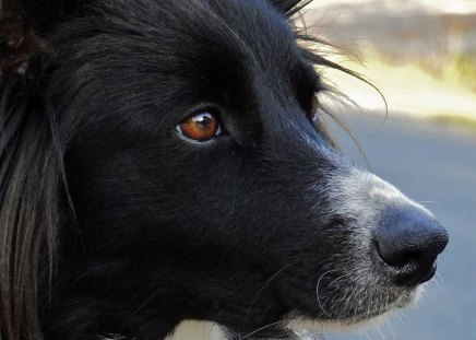 Border collie - guard, black, white, animal, border collie sheep, cute, dog