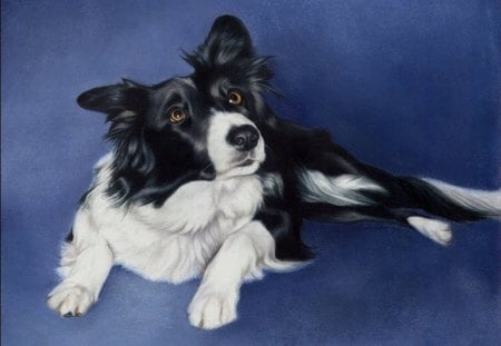 Border collie portret painting - black, white, painting, art, portret, dog, blue, animal, border collie