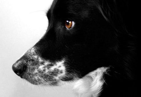 Border collie - white, animal, border collie, cute, black, brown eyes, dog