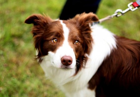 Border collie - white, animal, border collie, brown, cute, dog