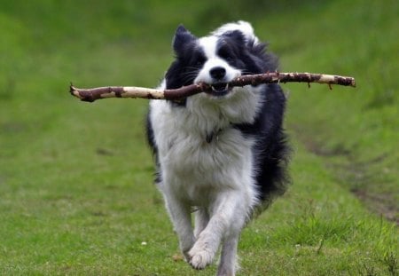 Border collie running - run, dog, grass, black, white, animal, nature, border collie, green