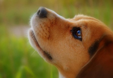 I love you - beagle, animal, brown, cute, dog, love