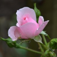 Petite little rose bud