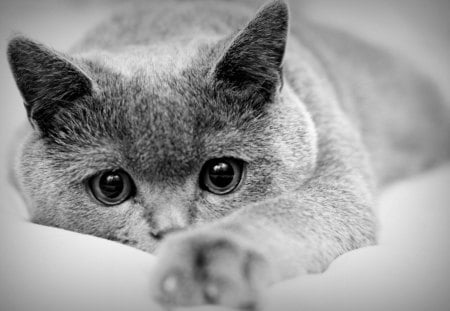 Sad - white, cat, sad, animal, photo, cute, black