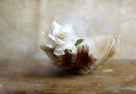 *** Gardenia *** - kwiaty, gardenia, muszla, natura