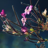 Armenia Nadia Lake Flower