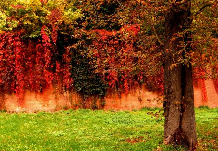 golden autumn - ivy, wall, tree, autumn