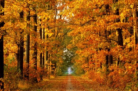 Autumn forest - nice, autumn, falling, trees, path, lovely, foliage, calm, nature, fall, forest, pretty, beautiful, leaves