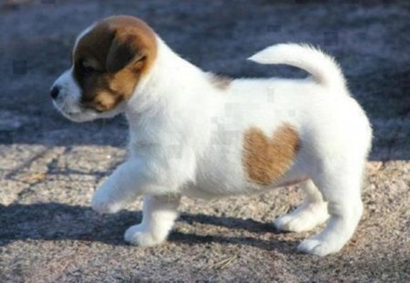 Puppy with Heart - animal, heart, brown and white, dog, puppy