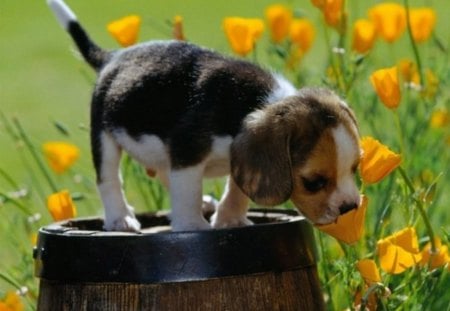 I LOVE FLOWERS ! - flowers, cute, dog, spring