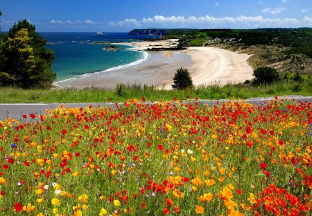 Flowers along the road - pretty, summer, coast, beach, grass, flowers, path, shore, treesw, view, field, nice, sky, clouds, water, beautiful, sea, road, lovely, ocean, nature, sands