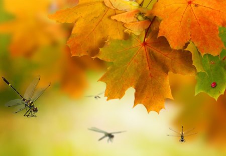 For Fall Friends - autumn, sky, dragonflies, soft, light, gold, ladybug, fall, oak, maple, leaves, orange, green, chill