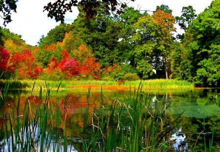 Lake between two seasons - pretty, calm, summer, reflection, lake, seasons, nice, falling, greenery, trees, water, beautiful, pond, mirrored, colors, lovely, fall, colorful, river, nature, tranquility, green, autumn, delight, serenity, pleasant