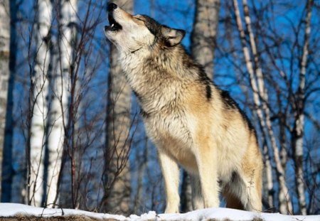 Morning Howl - werewolf, blue night, blue, wolf, howling, wolves, wolf howling, howling at the moon, morning howl, howling blue night, howling wolves, howling wolf, hunting wolf, full moon