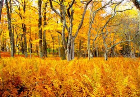 Golden Field of Ferns and Trees - trees, ferns, nature, autumn, fields, gold