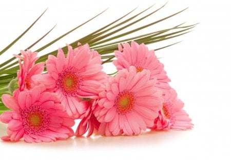 pink gerbera - nature, beauty, gerbera, pink, flowers