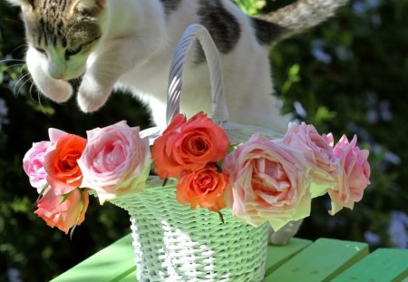 troubles - trouble, cat, roses, basket, vase