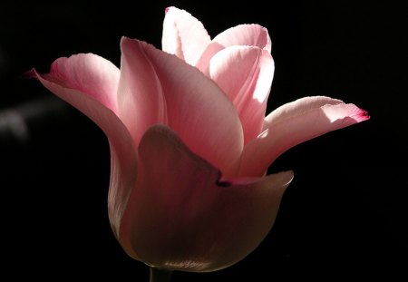 SINGLE BLOOM - liz west, pink, tulips, blooms, flowers, black