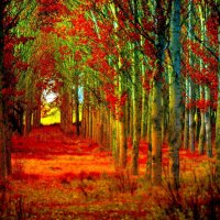 AUTUMN FOREST PATH