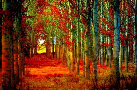 AUTUMN FOREST PATH - nature, season, autumn, forest, woods, red, leaves, path