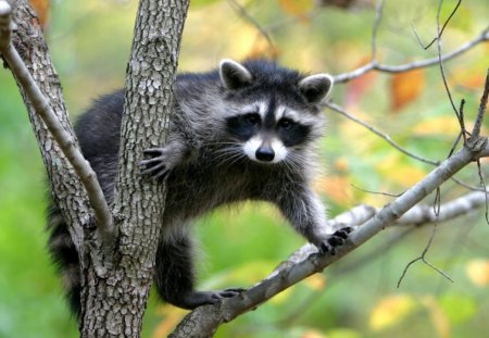 RACCOON'S EYE VIEW - usa, forests, woodland, tree, animals