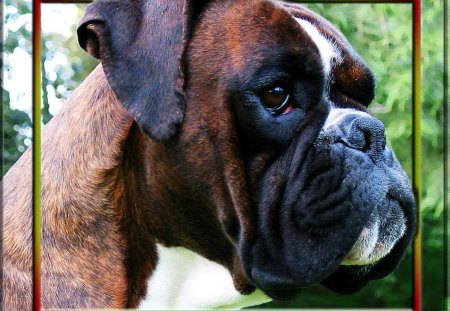 Boxer - dogs, cute, out of bound, friend