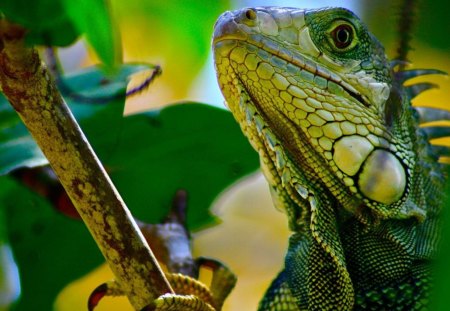 *** Iguana *** - iguana, zwierzeta, ladowe, gady