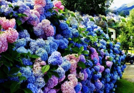 Rainbow of Hydrangea's - bush, purple, summer, blue, green, color, hydrangea, pink