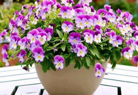 Violets - violets, summer, flowers, foliage, viola