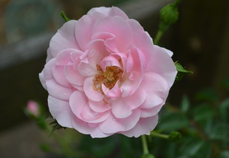 Finally opened - nature, tiny, pretty, pink, photography, rose, flower