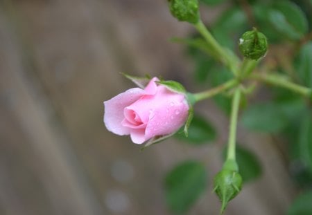 Tiny but beautiful - nature, tiny, pretty, pink, photography, bud, rose, flower