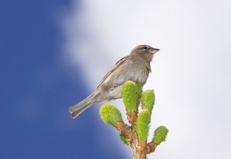 *** Sparrow *** - szary, wrobel, ptaki, zwierzeta