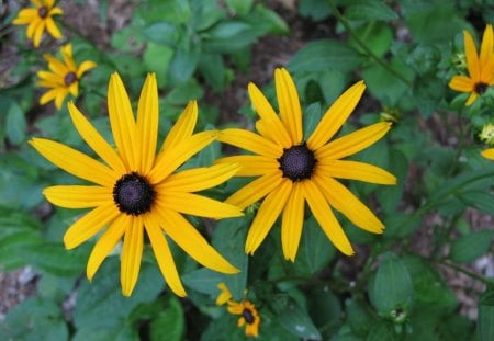 *** Rudbeckia*** - rudbekia, zolta, natura, kwiaty