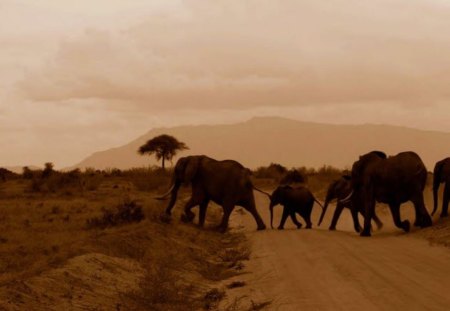 Elephant Caravan - sky, tree, animal, elephants