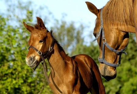 *** Horses *** - kiziaczek, ladowe, kon, zwierzeta