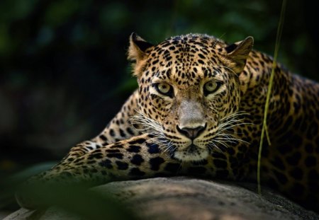 *** Leopard *** - polowanie, leopard, ladowe, zwierzeta