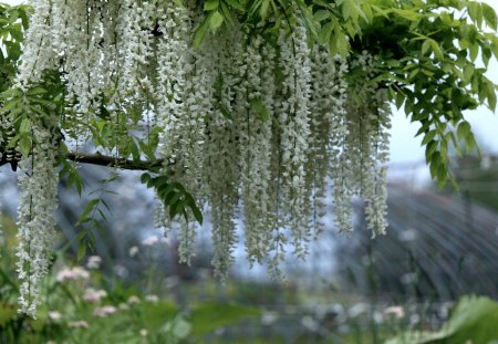 *** The beautiful wisteria *** - kwiaty, drzewa, glicynia, natura