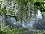 *** The beautiful wisteria ***