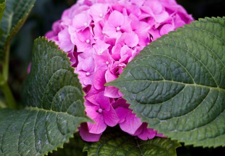 *** Pink Hydrangea *** - kwiaty, natura, hortensja, listki