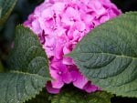 *** Pink Hydrangea ***