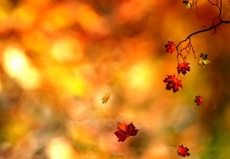 AUTUMN LEAVES - Photography & Abstract Background Wallpapers on Desktop