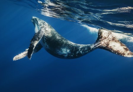 Majestic Humpback - pretty, whale, beautiful, majestic, sea, ocean, humpback