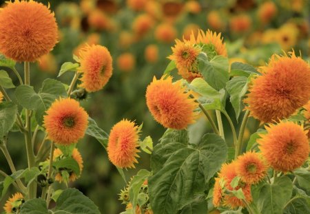 *** Sunflowers *** - kwiaty, natura, ogrodowe, sloneczniki