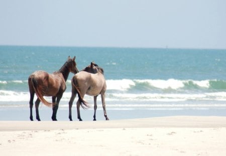 Horses - run, animal, horse, beach