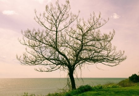 Tree - tree, nature, sunset, grass