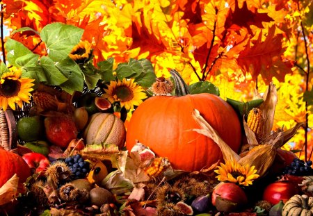 AUTUMN HARVEST - autumn, sunflowers, pumpkin, harvest, corn, autumn harvest, thanksgiving harvest, grapes, happy thanksgiving