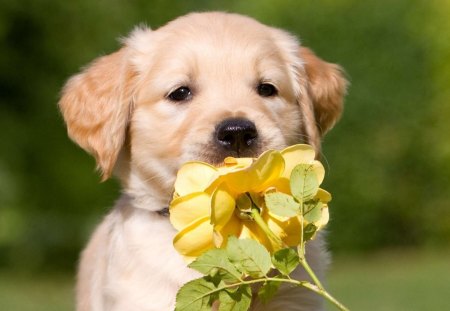 *** A dog with a rose in his teeth ***