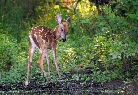 *** Deer *** - zwierzeta, ladowe, sarenka, mala