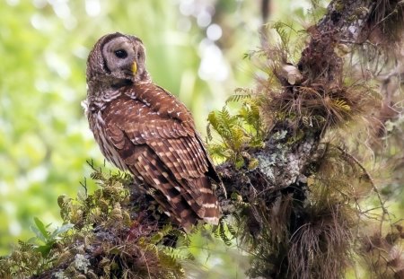 *** Owl in a tree *** - sowa, drzewo, ptaki, zwierzeta